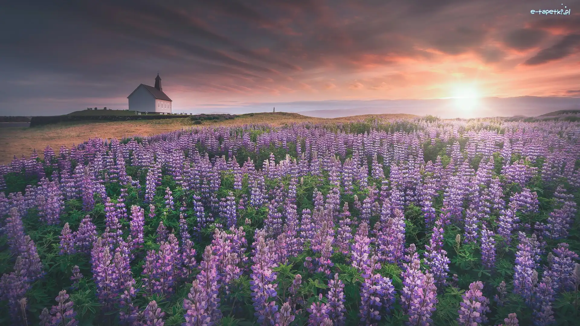 Selvogur, Kościół Strandarkirkja, Zachód słońca, Islandia, Łubiny, Łąka