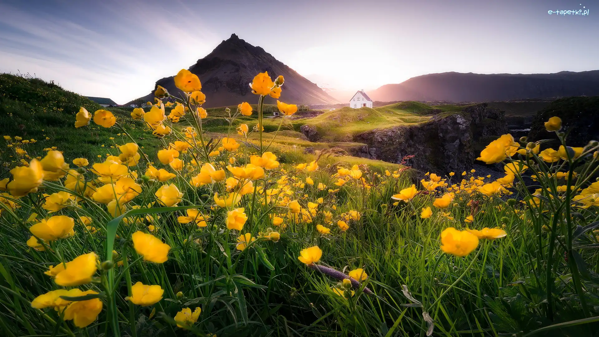Jaskry, Żółte, Islandia, Półwysep Snaefellsnes, Kwiaty, Dom, Arnarstapi, Góry