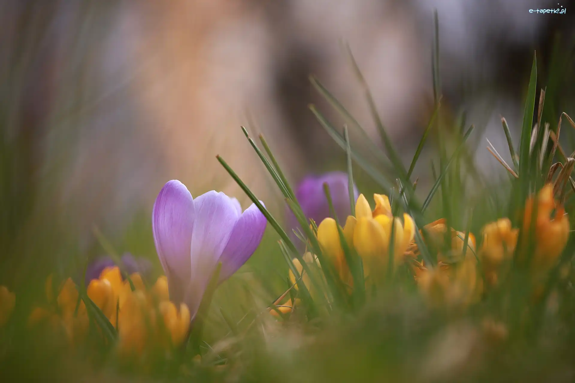 Krokusy, Rozmyte, Żółte, Trawa, Krokus, Liliowy