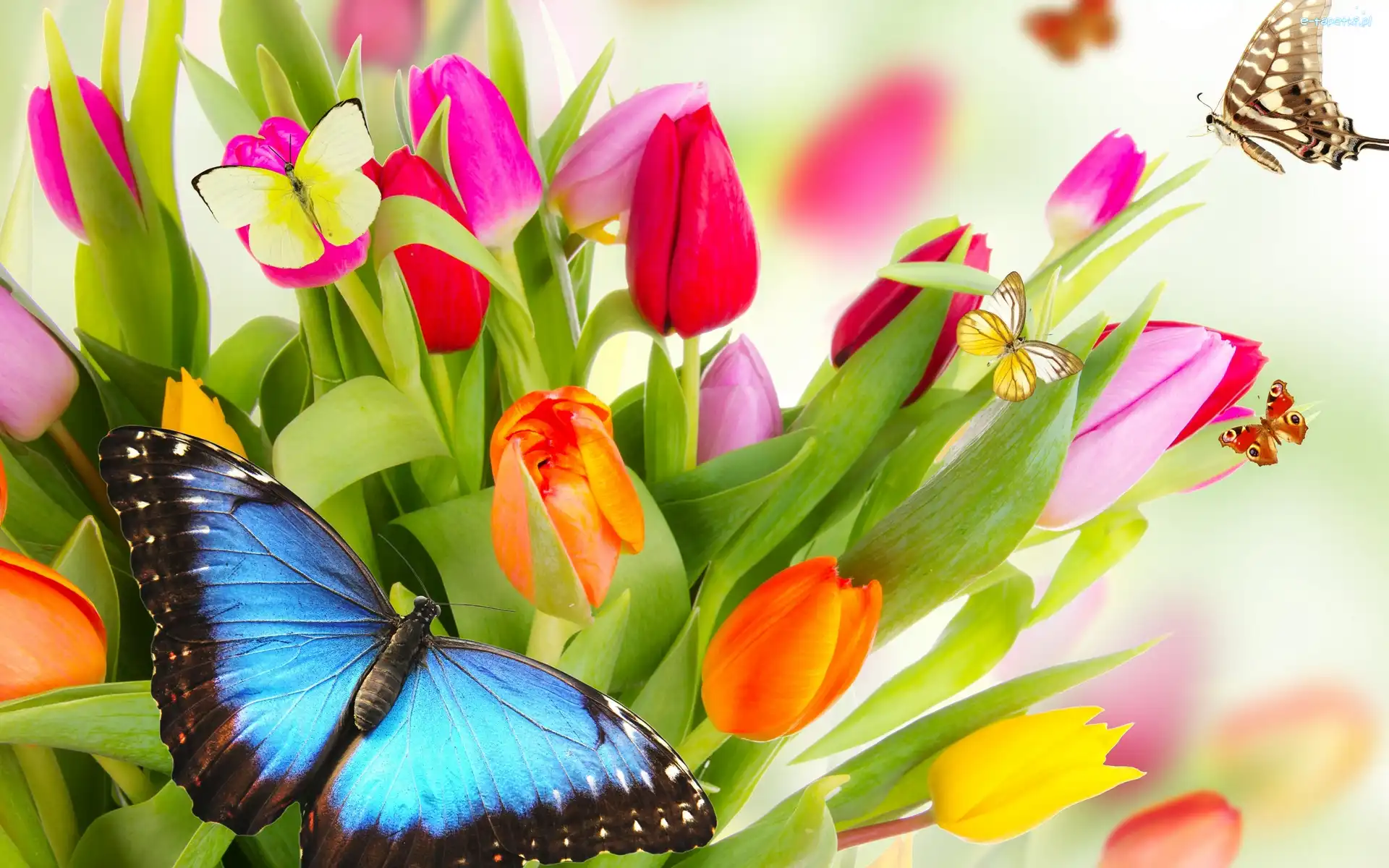 Kolorowe, Motyle, Tulipany, Kwiaty