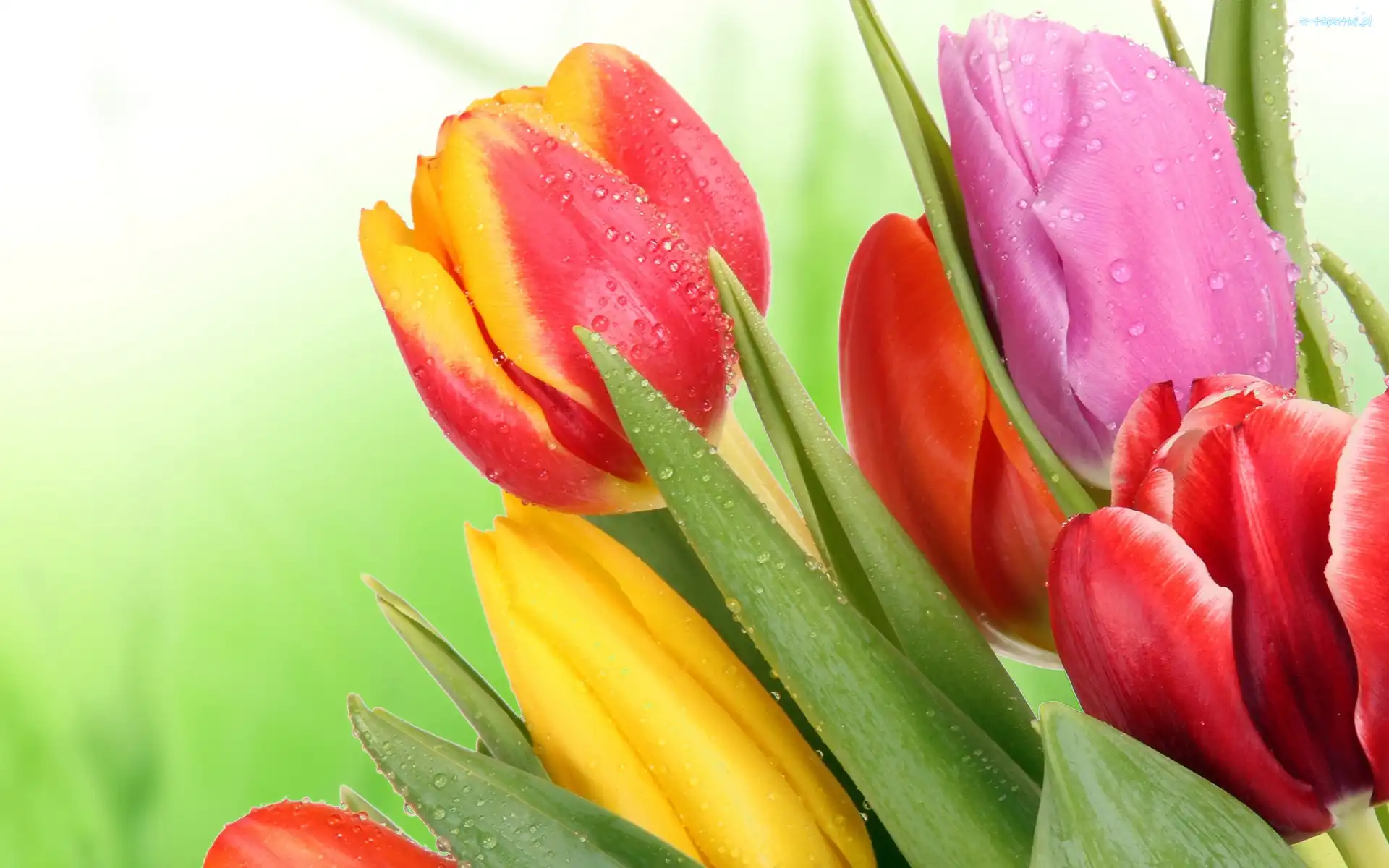 Mokre, Krople, Tulipany, Kolorowe