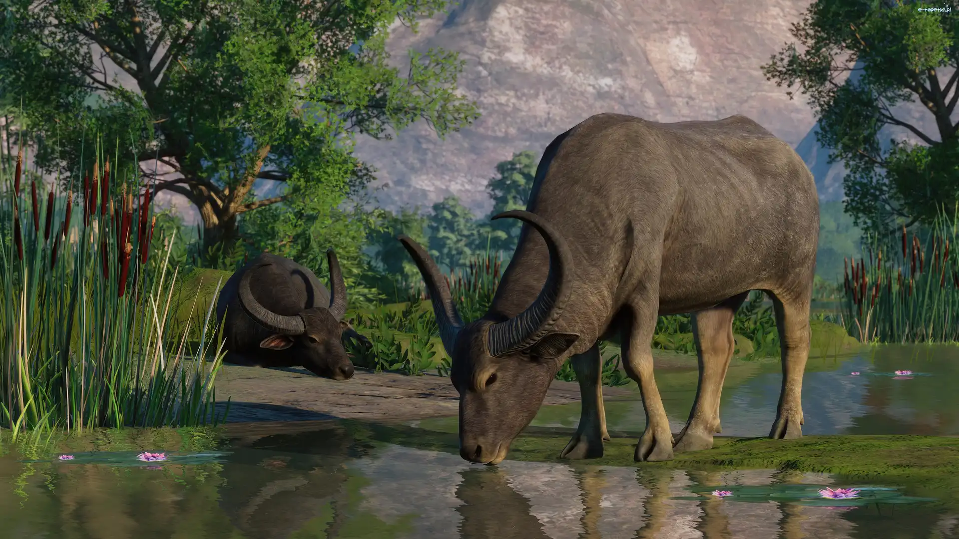 Bawoły, Planet Zoo, Gra, Dwa
