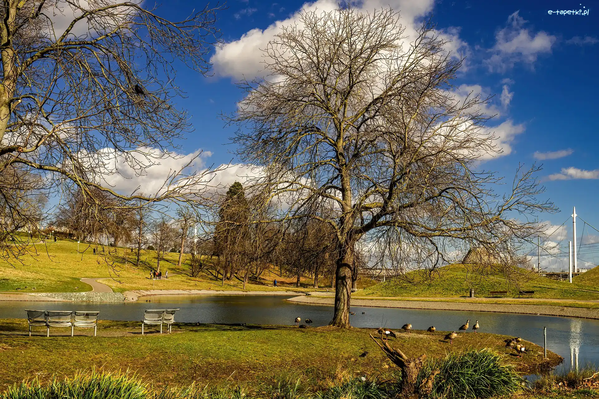 Staw, Kaczki, Drzewa, Park