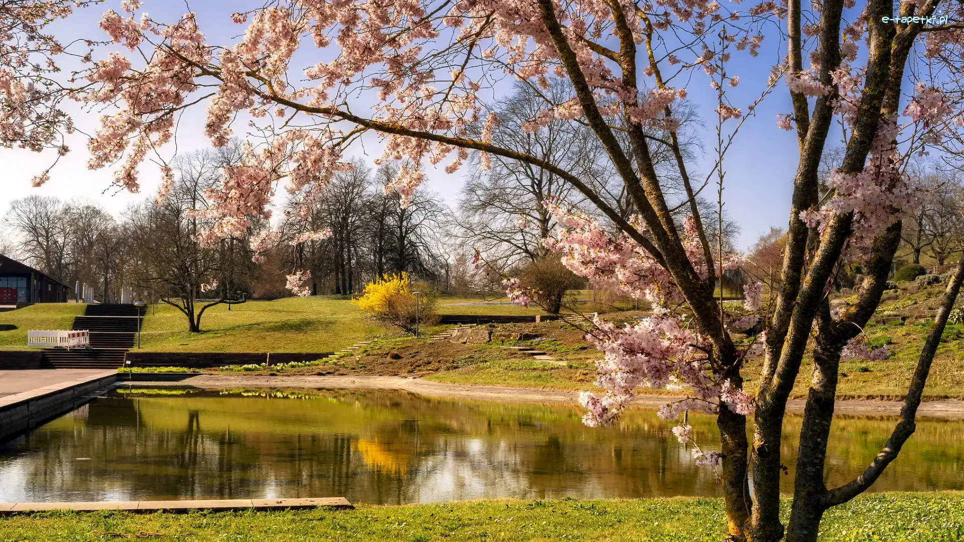 Park, Drzewo, Okwiecone, Wiosna, Staw