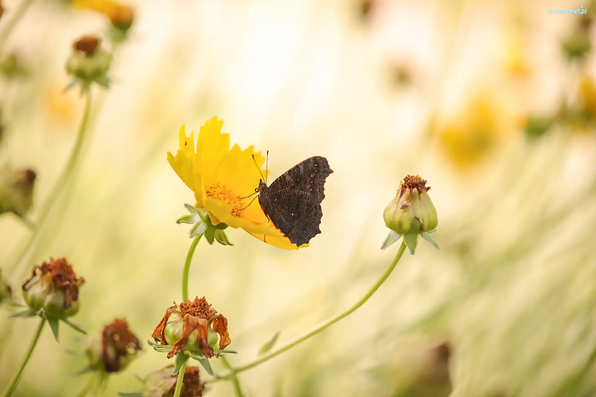 Żółty, Nachyłek, Kwiat, Motyl
