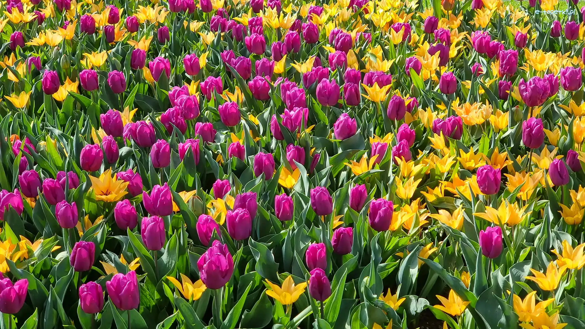 Żółte, Kwiaty, Fioletowe, Tulipany