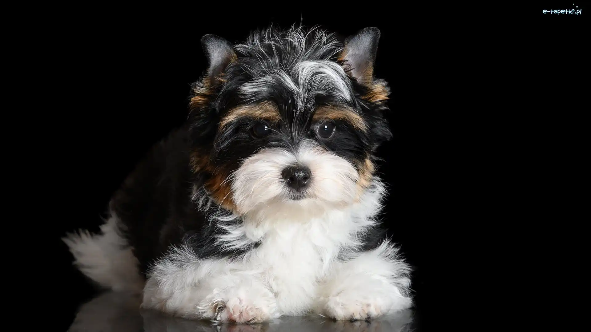 Yorkshire terrier, Czarno-biały, Szczeniak