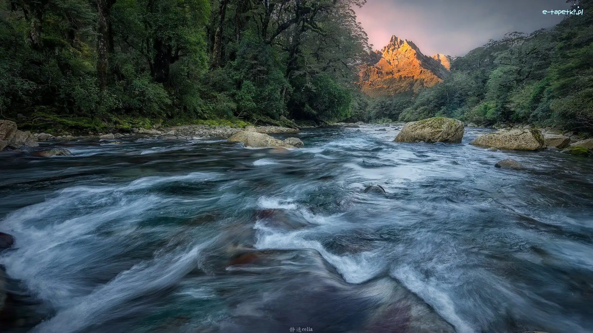 Las, Cleddau River, Nowa Zelandia, Park Narodowy Fiordland, Kamienie, Drzewa, Góry, Rzeka