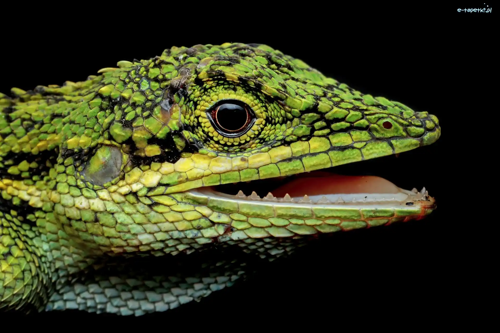 Pseudocalotes, Jaszczurka