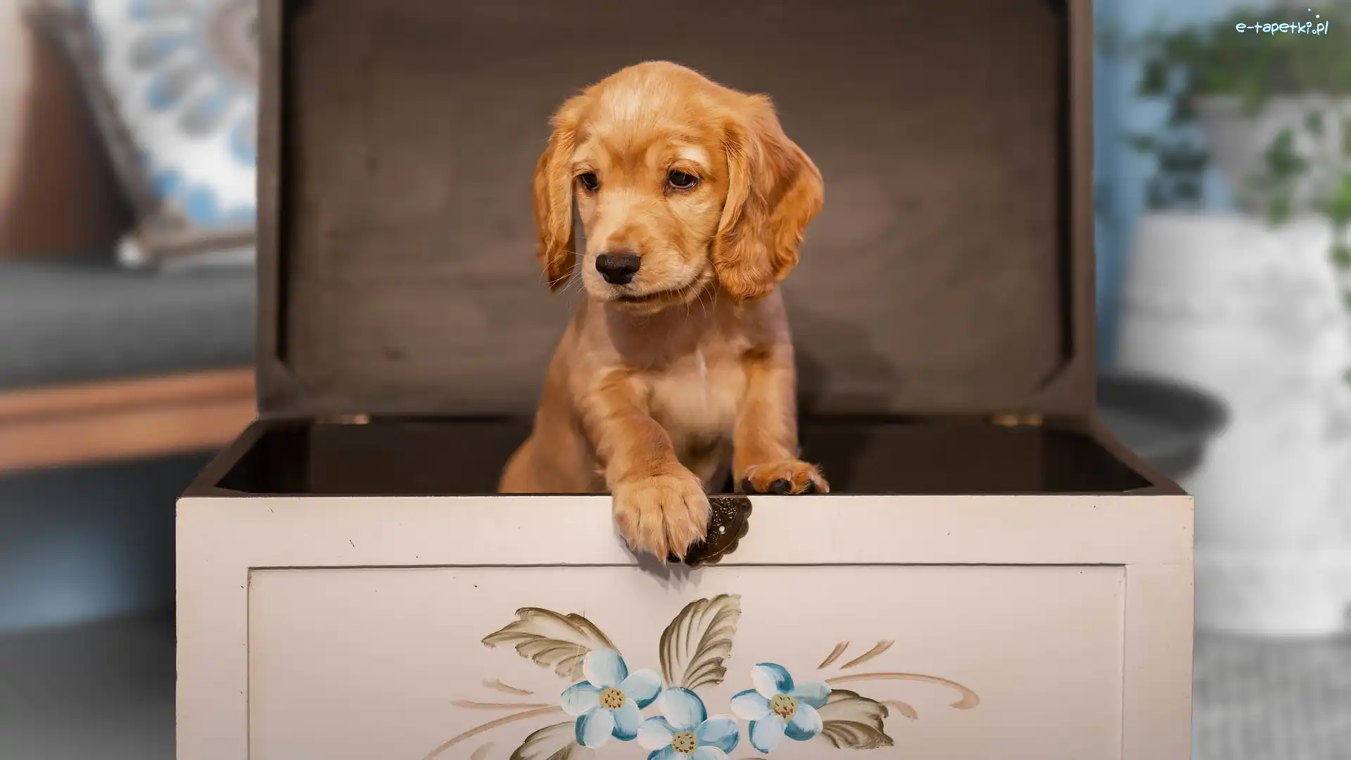 Szczeniak, Skrzynka, Cocker spaniel, Pies