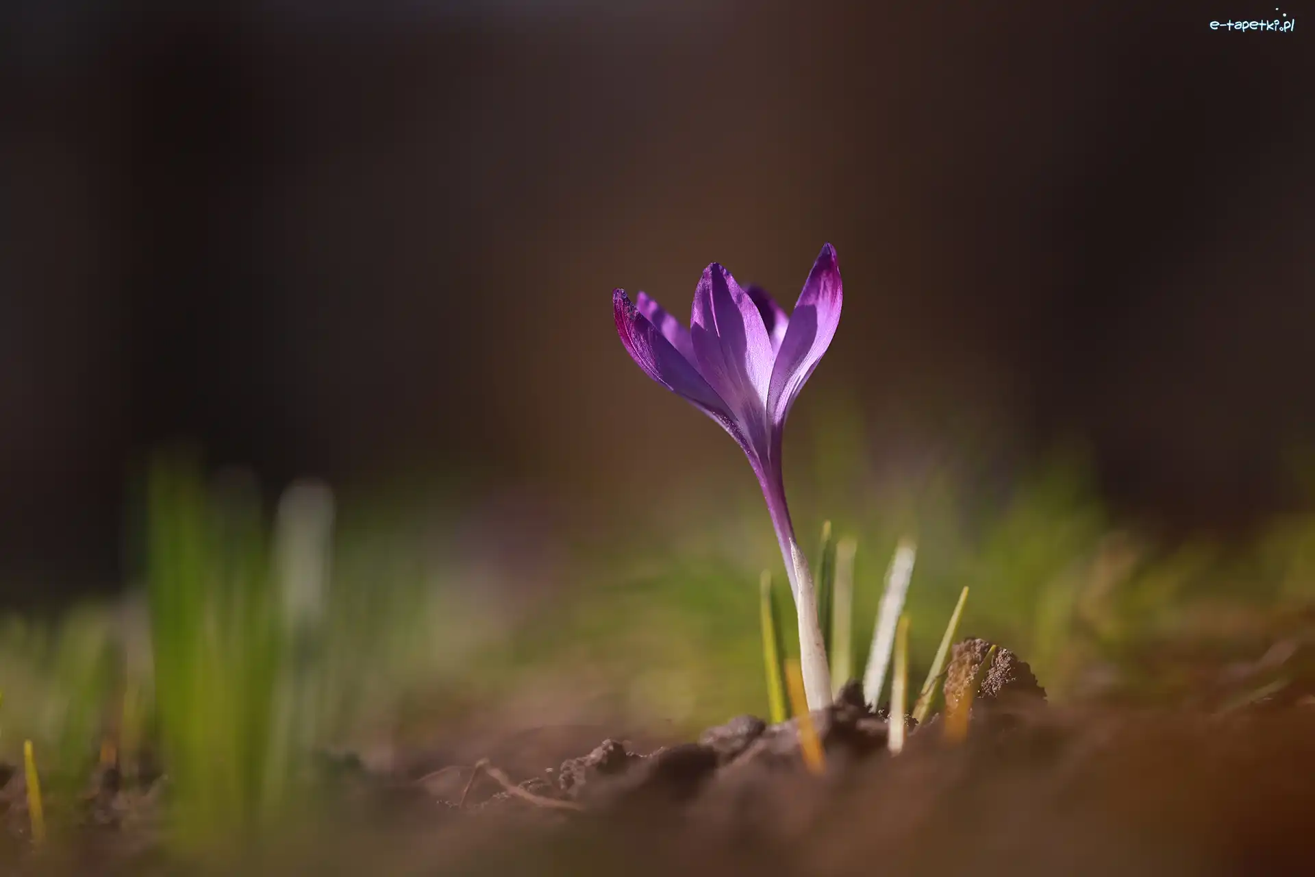 Krokus, Kwiat, Fioletowy, Rozświetlony