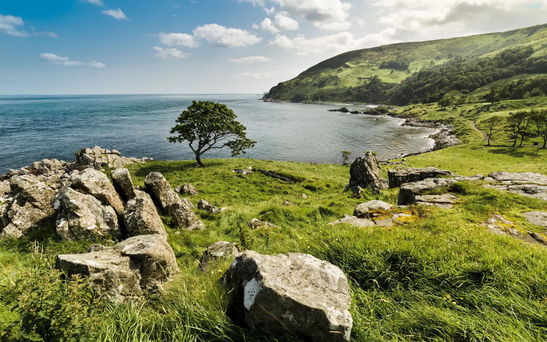 Irlandia Północna, Drzewo, Morze, Kamienie, Trawa, Murlough Bay, Zatoka