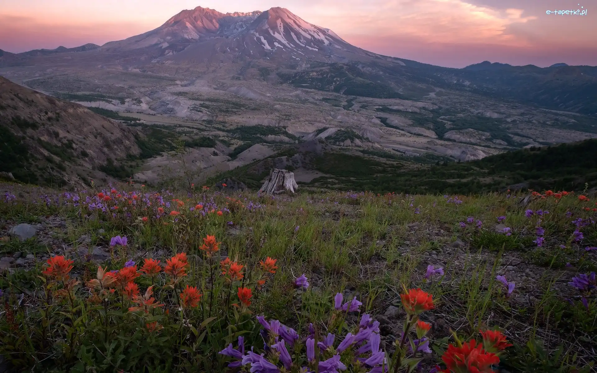 Kwiaty, Góry Kaskadowe, Stratowulkan, Stan Waszyngton, Stany Zjednoczone, Łąka, Mount St Helens