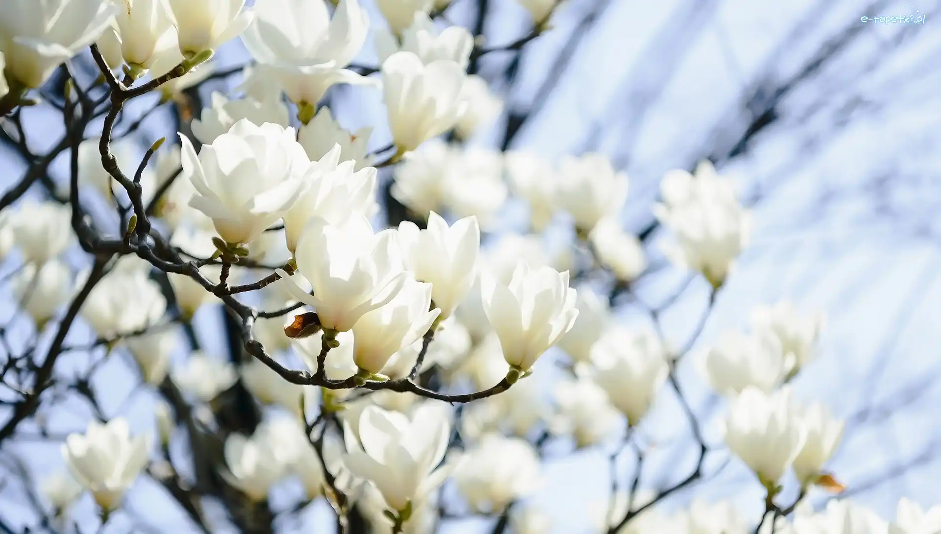 Magnolie, Gałązki, Białe, Kwiaty