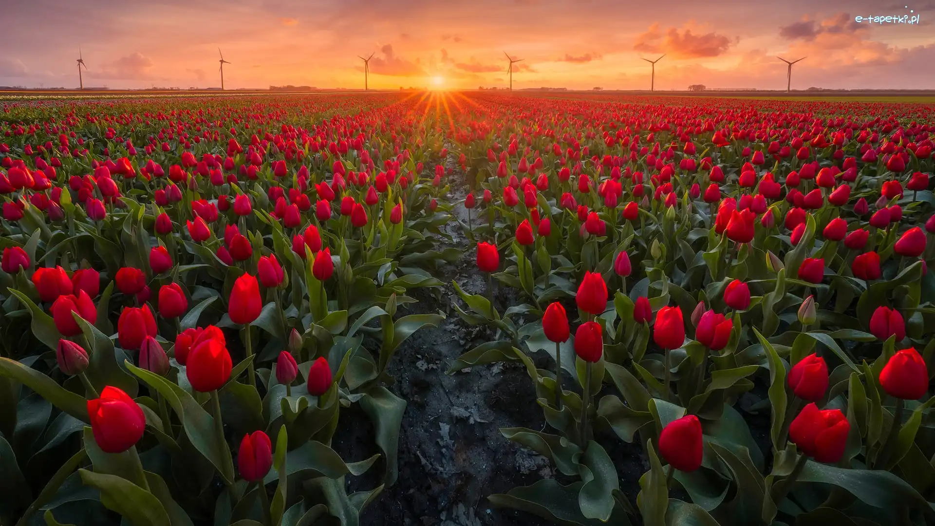 Tulipany, Wiatraki, Zachód słońca, Pole