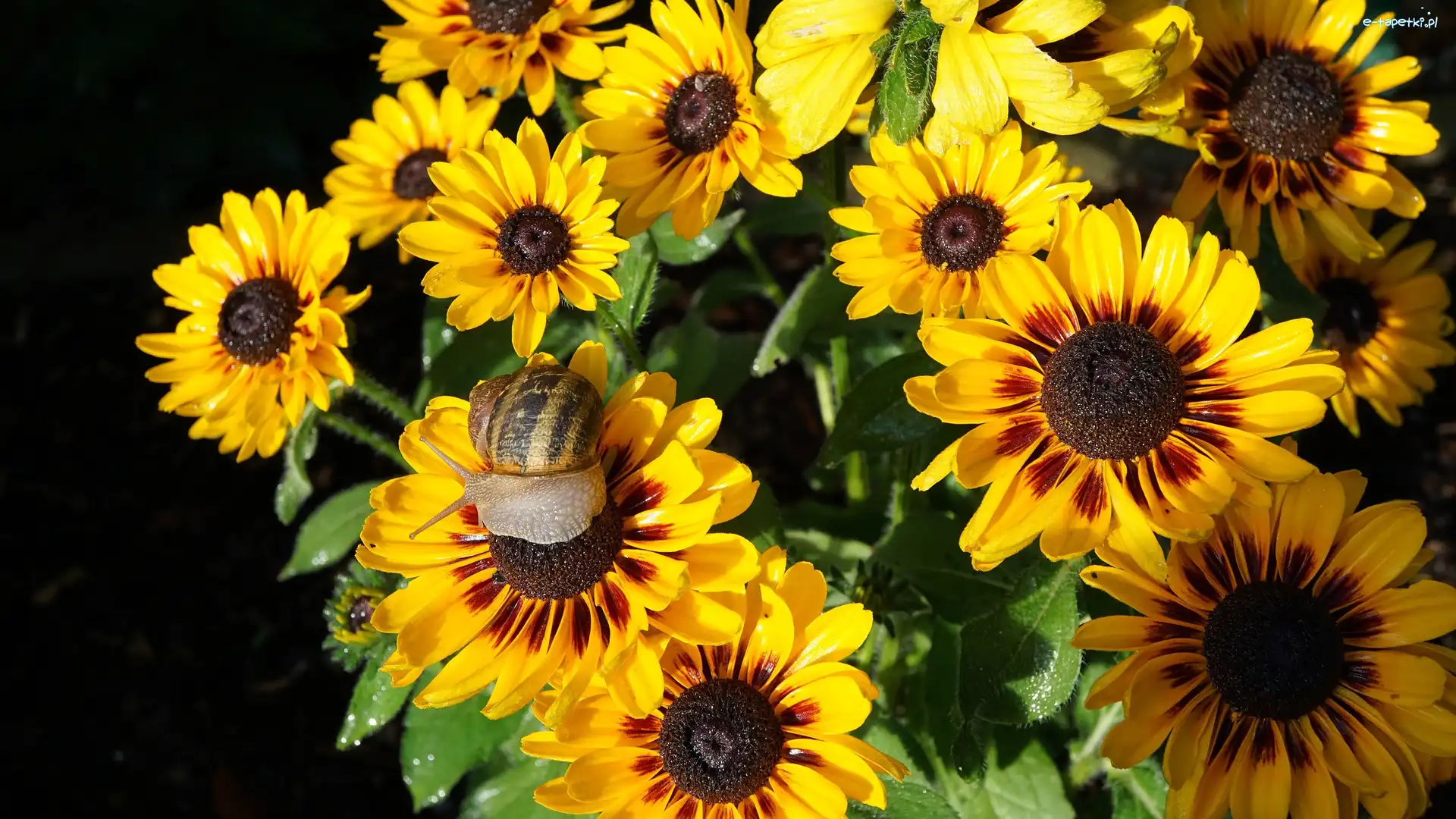 Gazania, Ślimak, Liście, Kwiaty