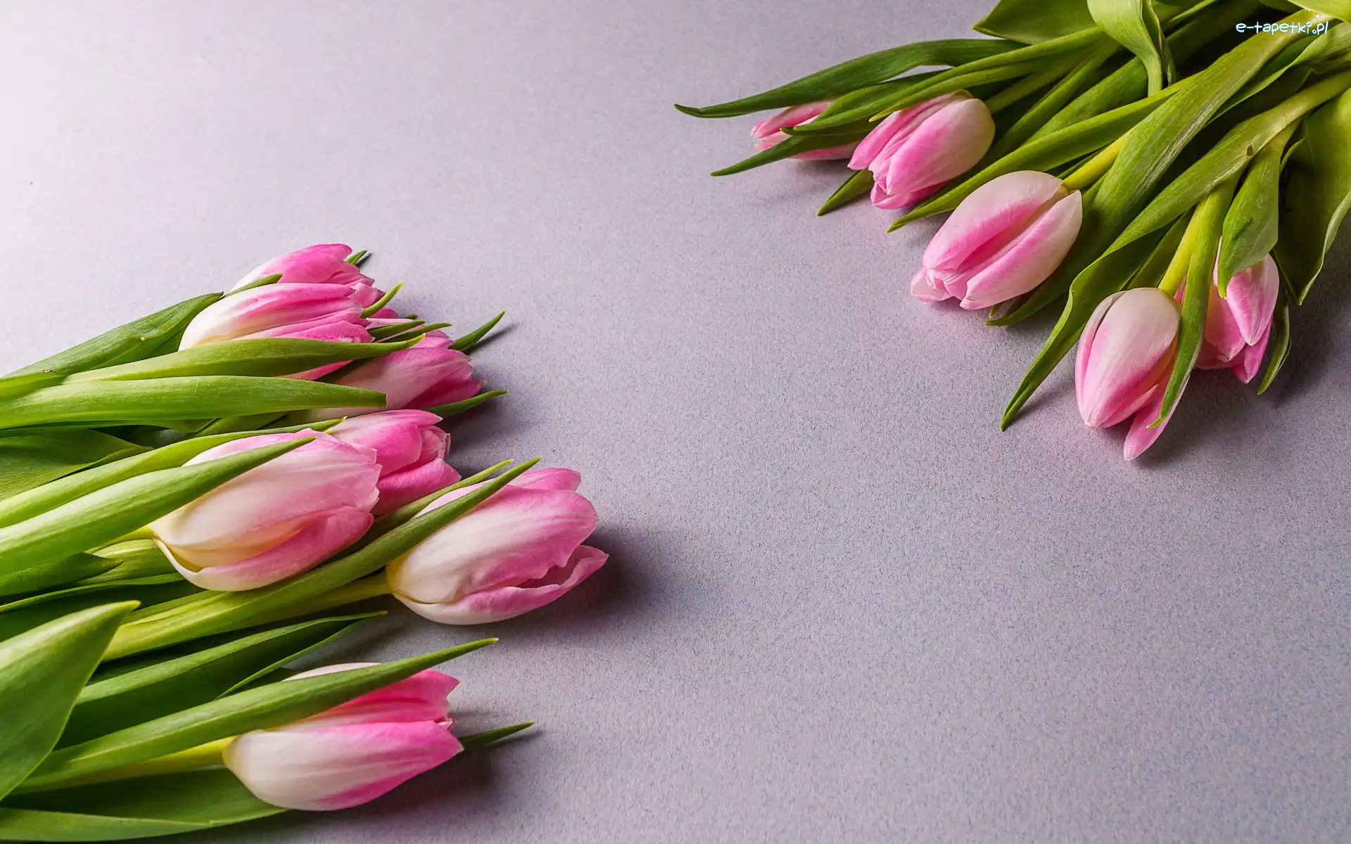 Kwiaty, Tulipany, Biało-różowe, Tło, Szare