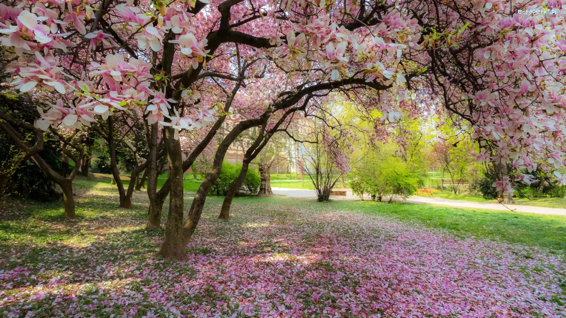 Magnolia, Kwitnąca, Park