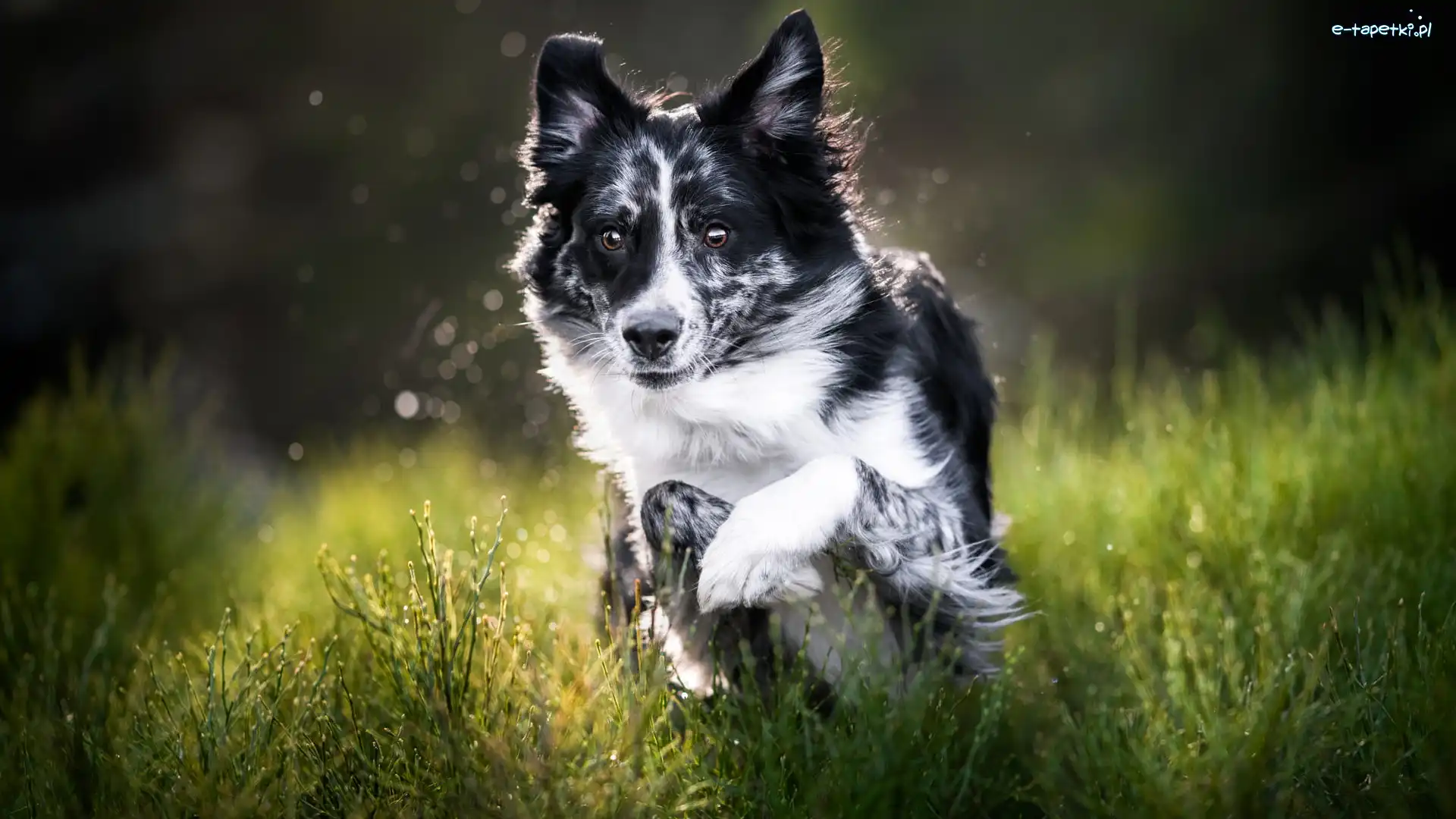 Czarno-biały, Border collie, Pies, Trawa, Zielona