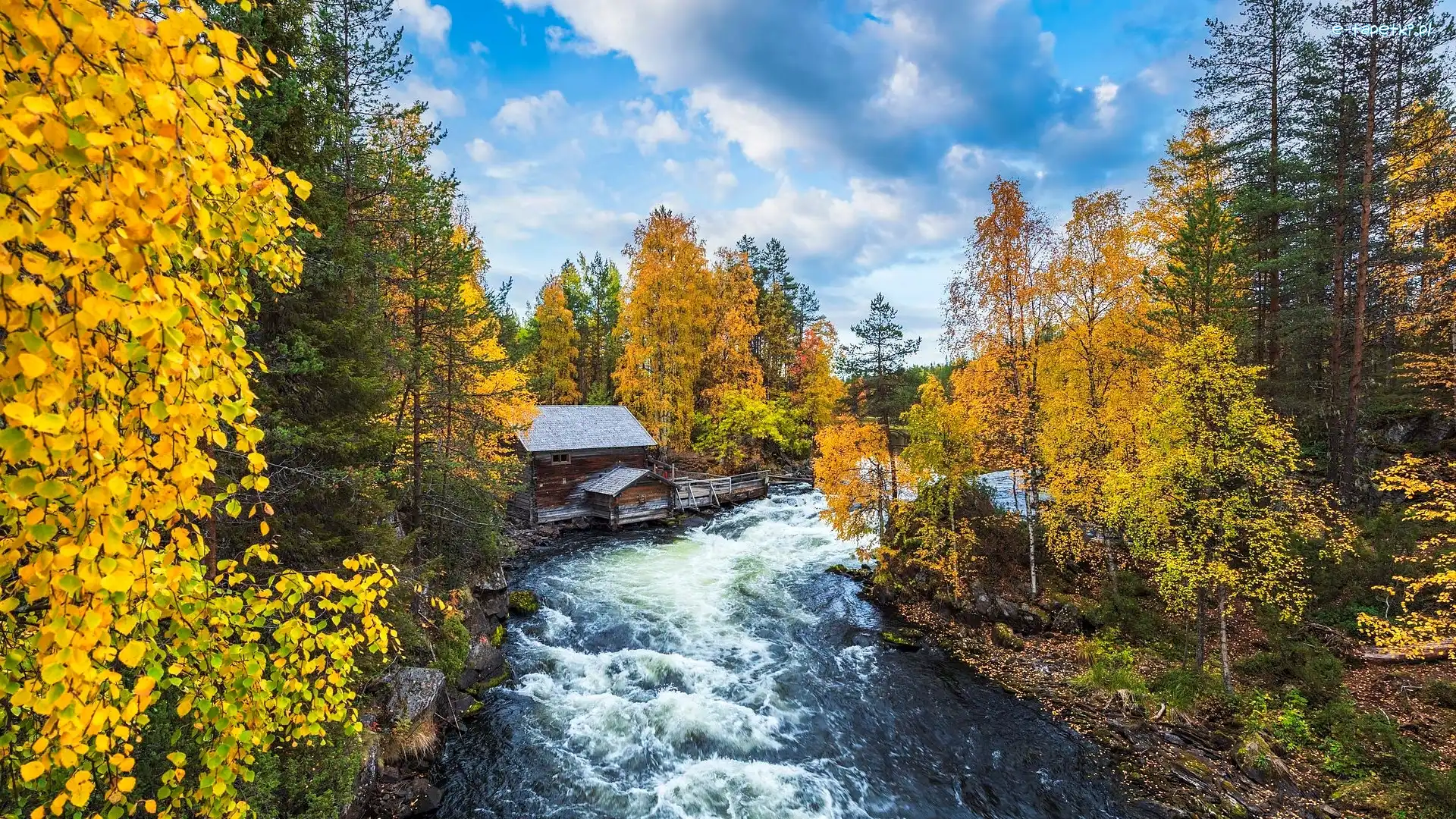 Gmina Kuusamo, Las, Finlandia, Park Narodowy Oulanka, Drzewa, Rzeka, Młyn Myllykoski, Jesień, Pożółkłe, Laponia