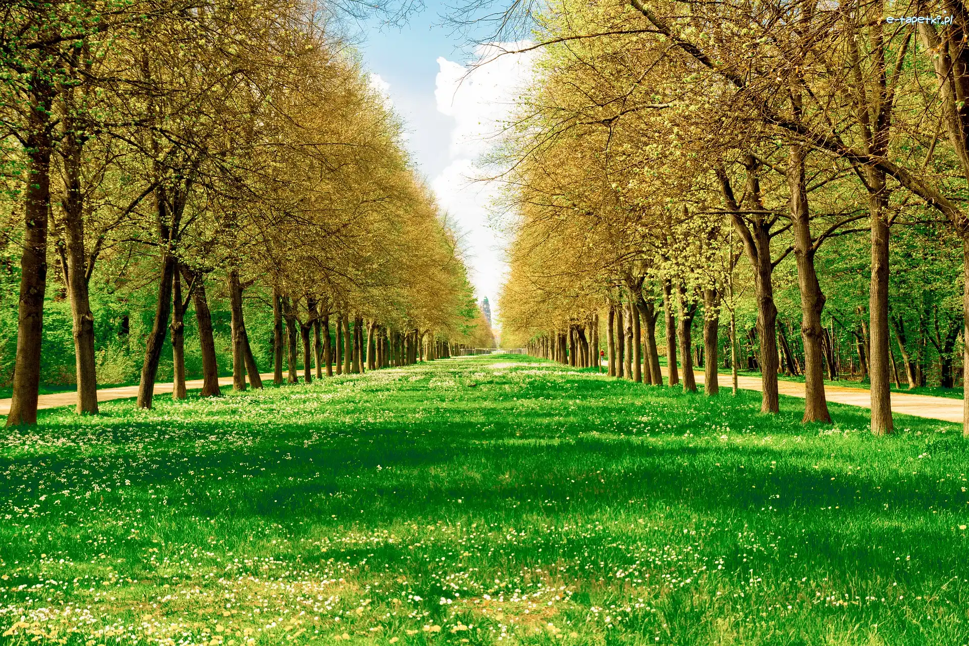 Wiosna, Drzewa, Park