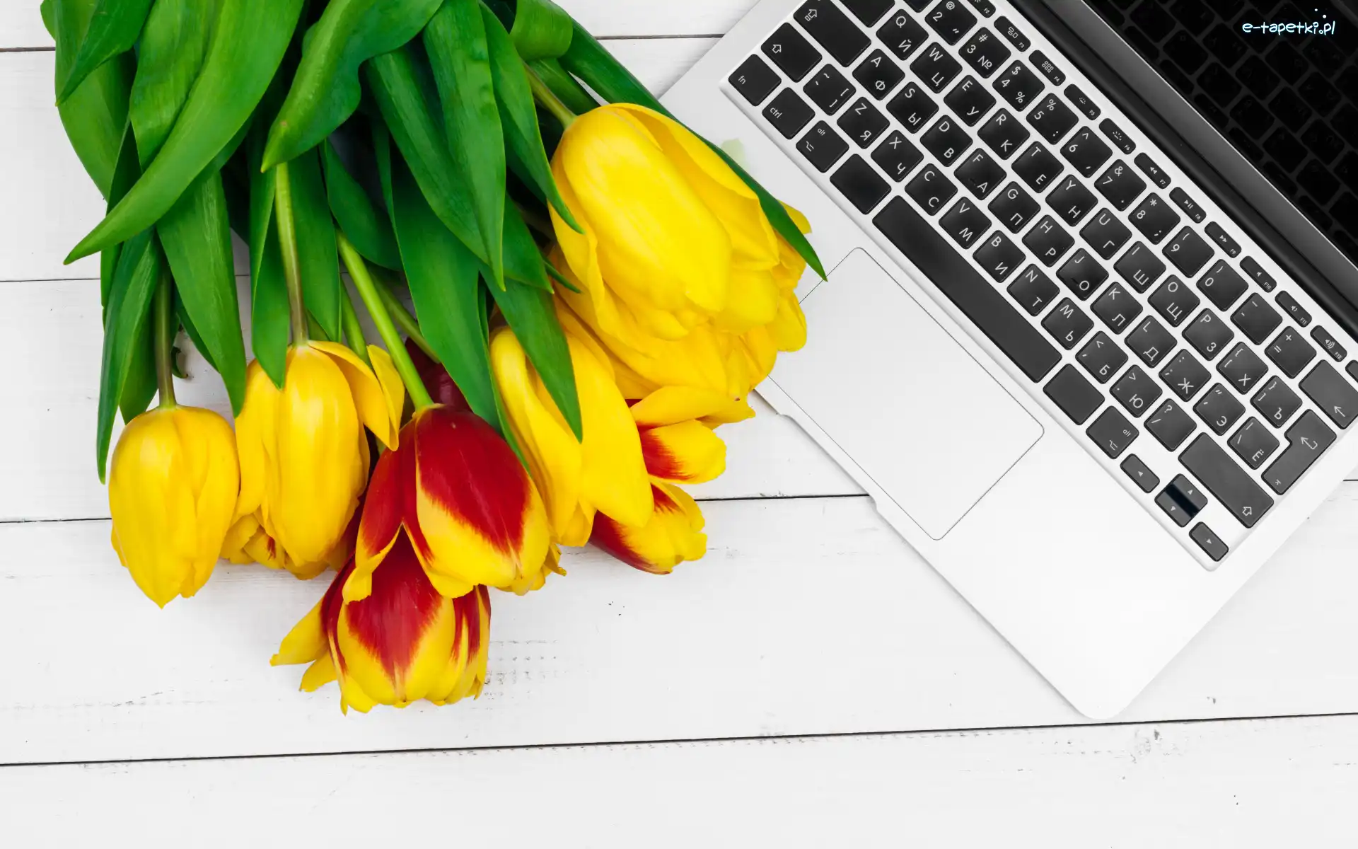Białe, Tulipany, Laptop, Deski, Kolorowe, Kwiaty