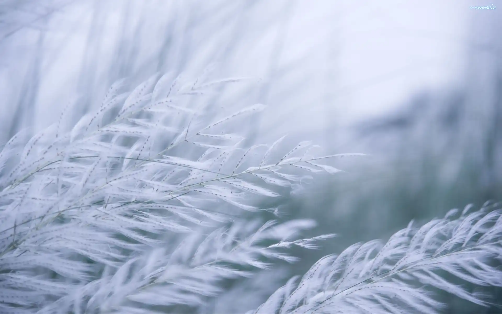 Kans Grass, Makro, Kaśa, Trawa