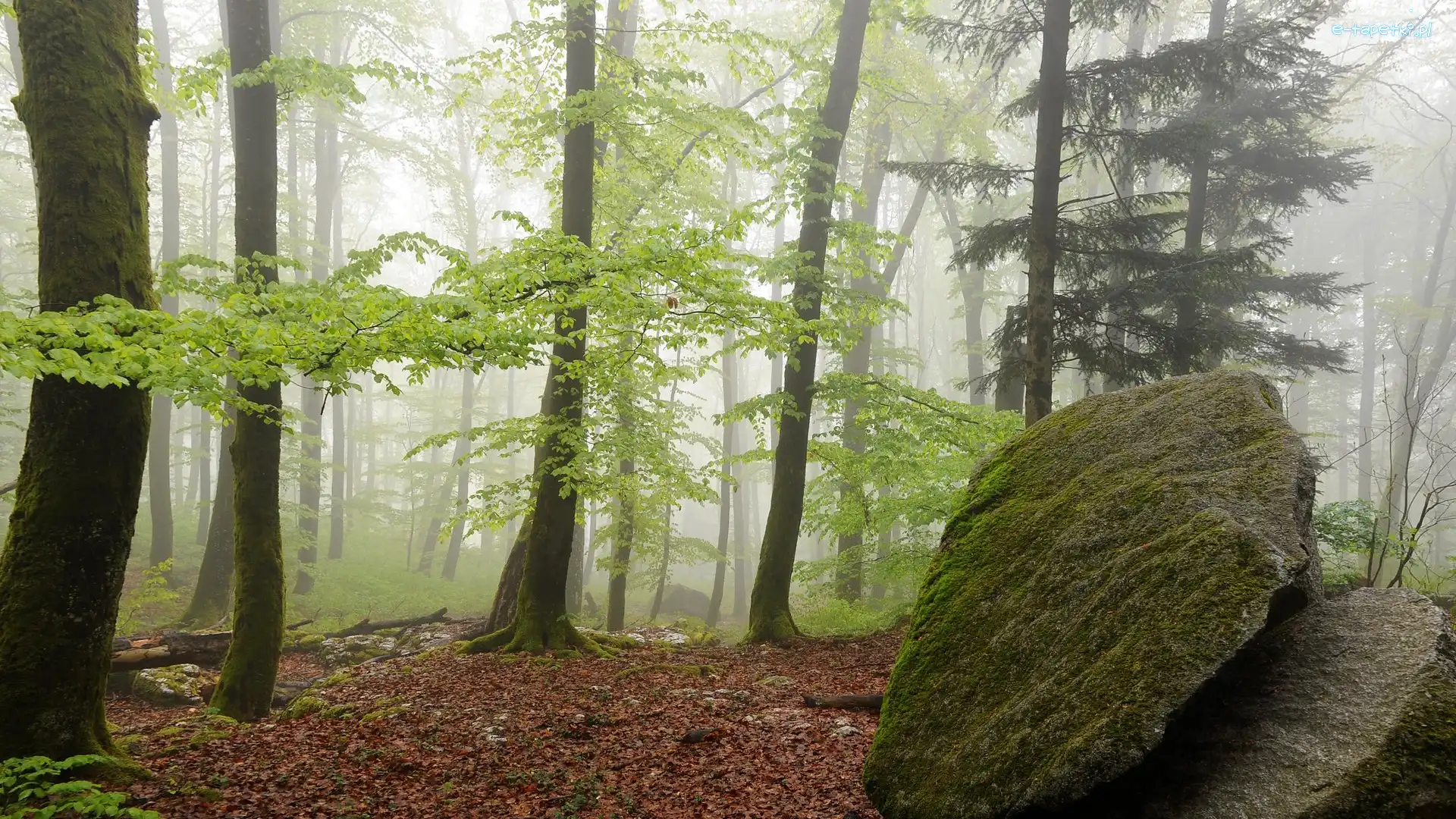 Kamień, Drzewa, Mgła, Las