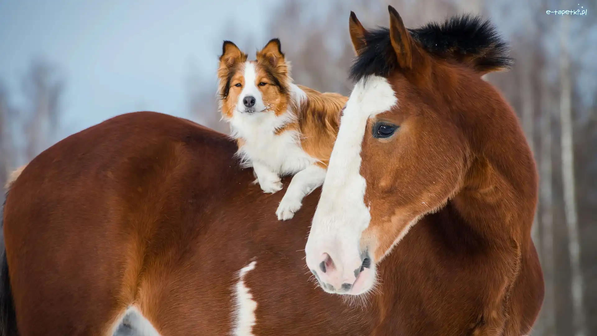 Border collie, Pies, Koń