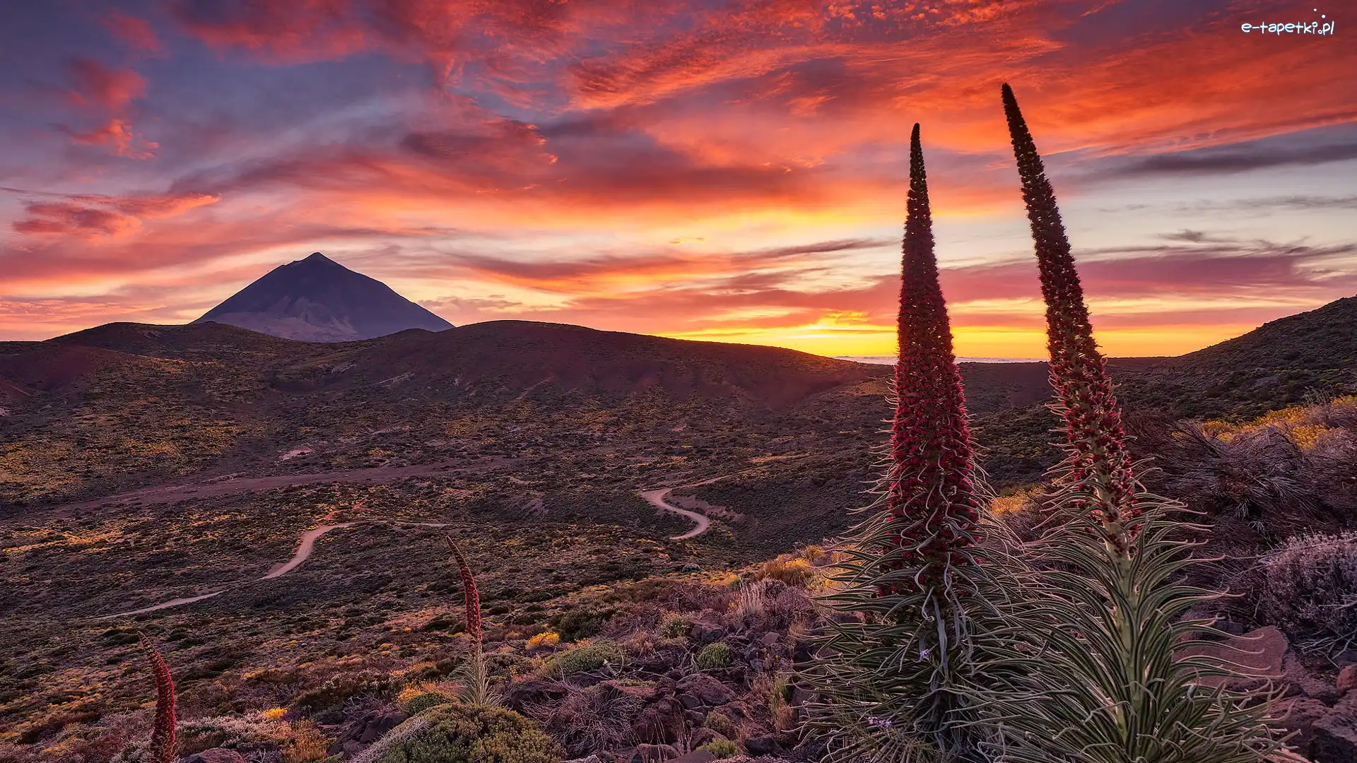 Żmijowce rubinowe, Kwiaty, Góra Teide, Góry, Park Narodowy Teide, Hiszpania, Teneryfa, Dolina, Zachód słońca