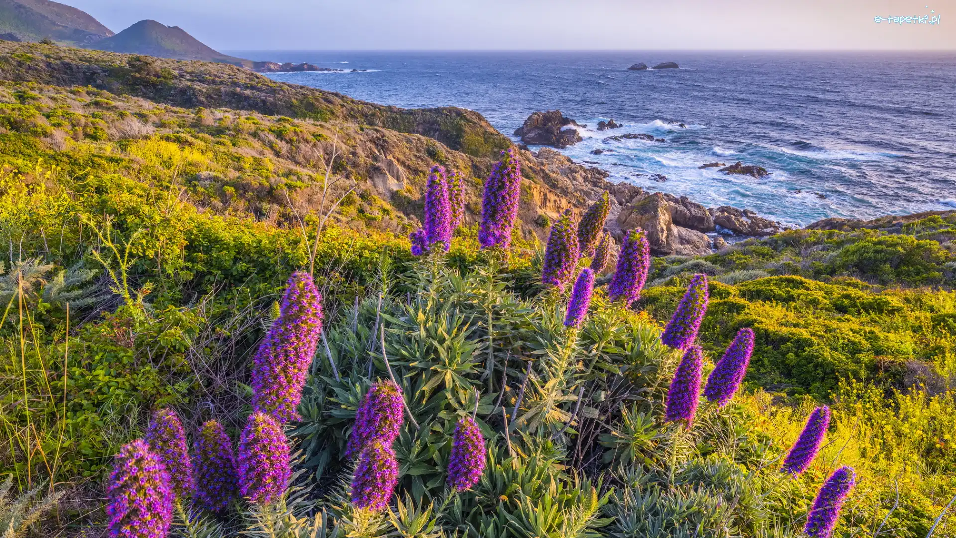Morze, Kwiaty, Stany Zjednoczone, Kalifornia, Żmijowiec wspaniały, Wybrzeże, Big Sur, Fioletowe