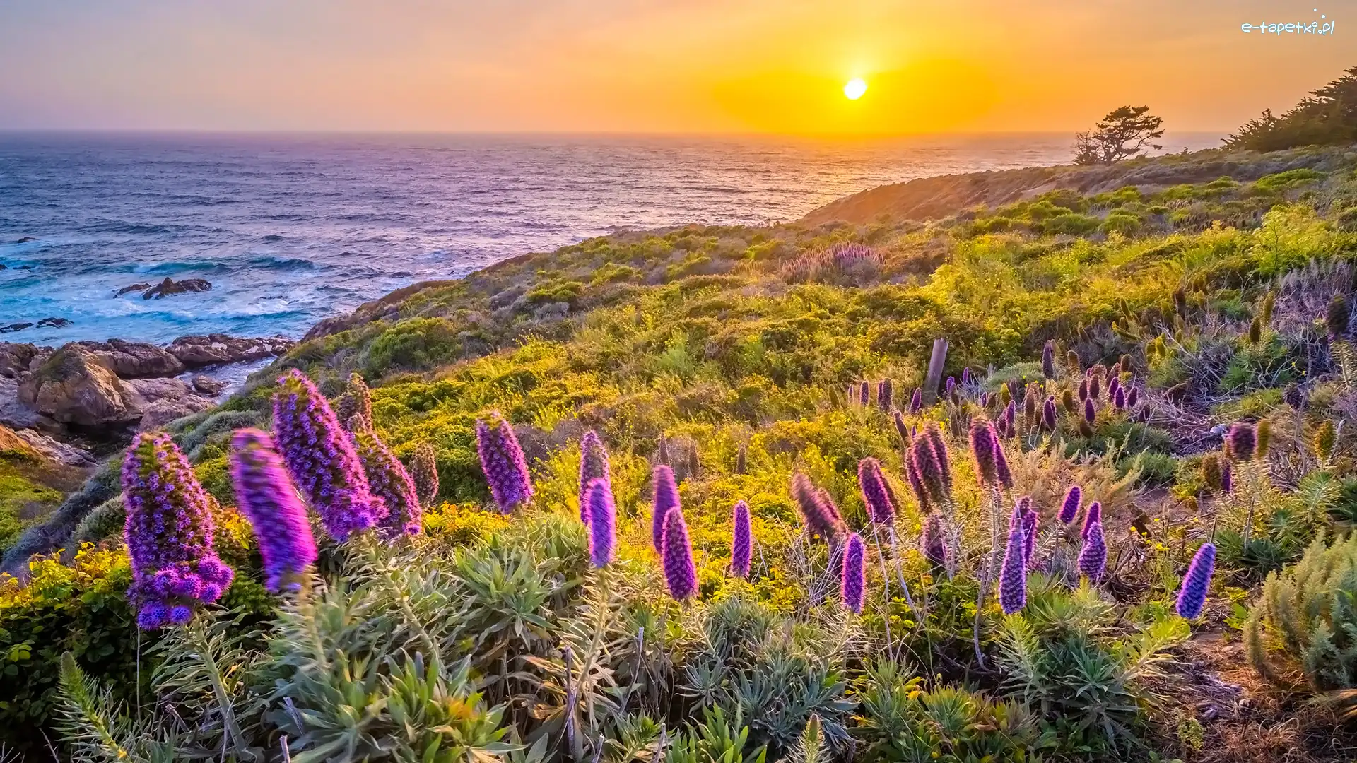 Stany Zjednoczone, Morze, Wybrzeże, Żmijowiec, Kwiaty, Kalifornia, Big Sur