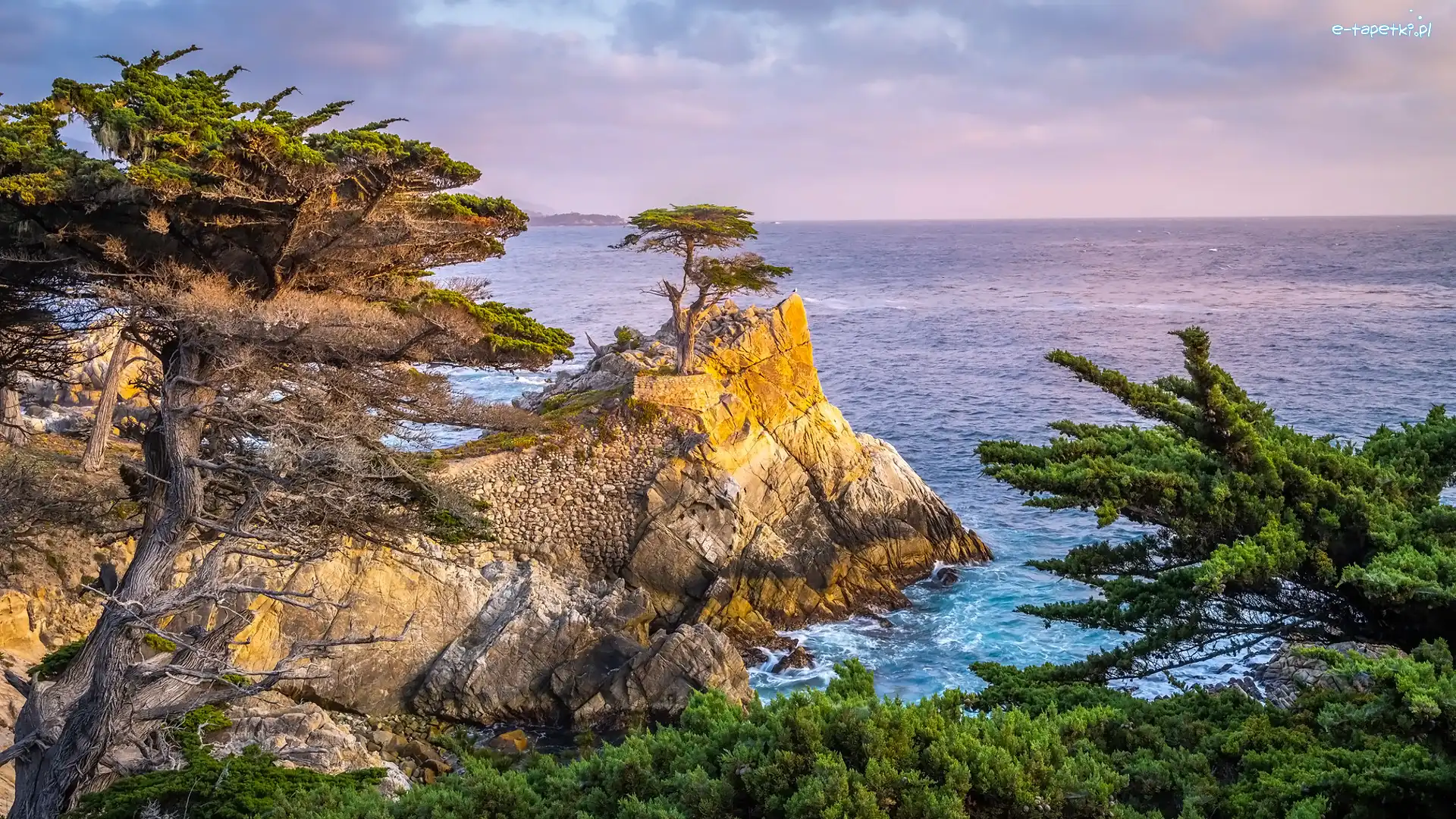 Carmel Bay, Drzewa, Stany Zjednoczone, Zatoka, Atrakcja Lone Cypress, Pebble Beach, Morze, Skały, Cyprys wielkoszyszkowy, Kalifornia