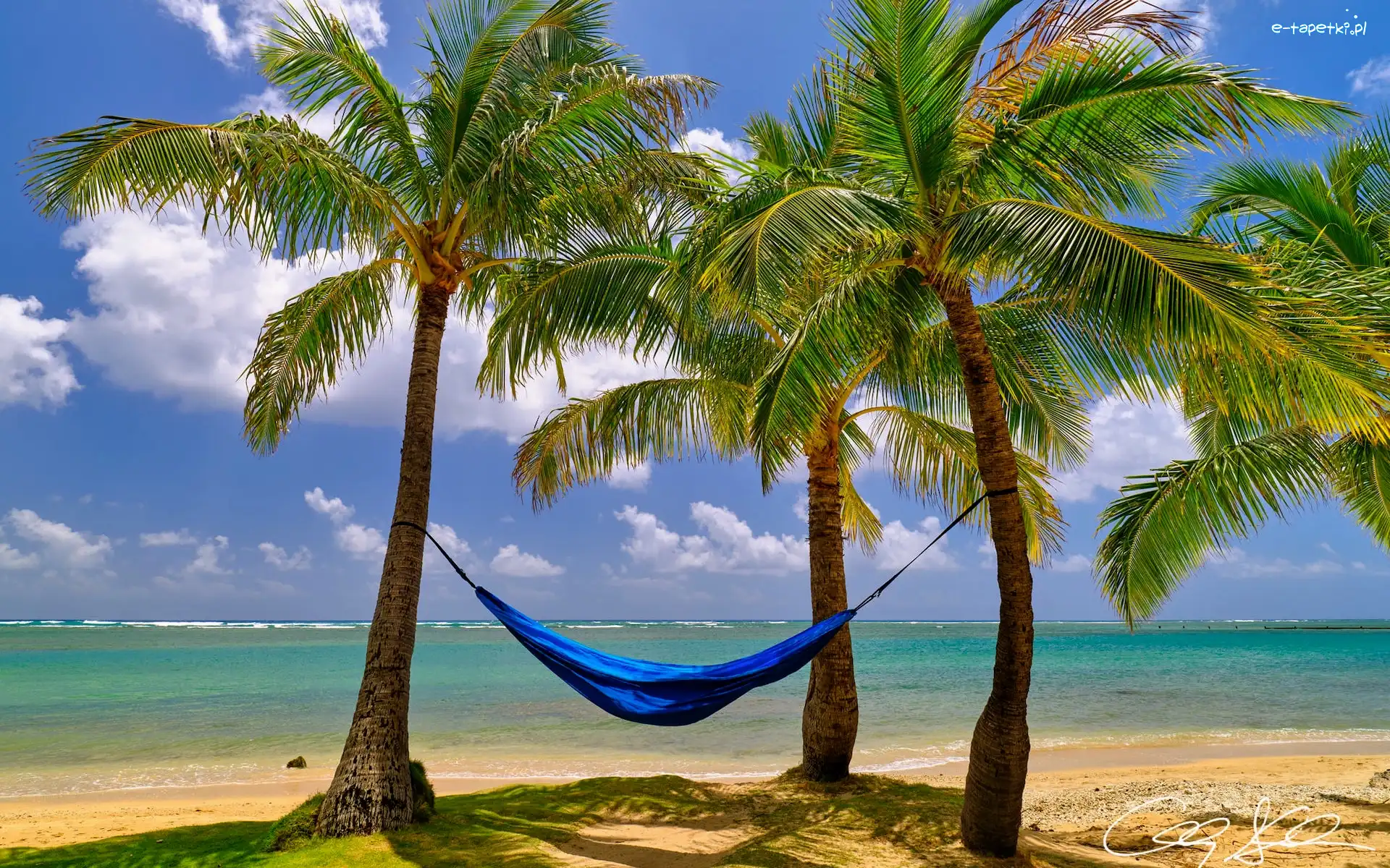 Palmy, Plaża, Kahala Beach, Hamak, Hawaje, Stany Zjednoczone