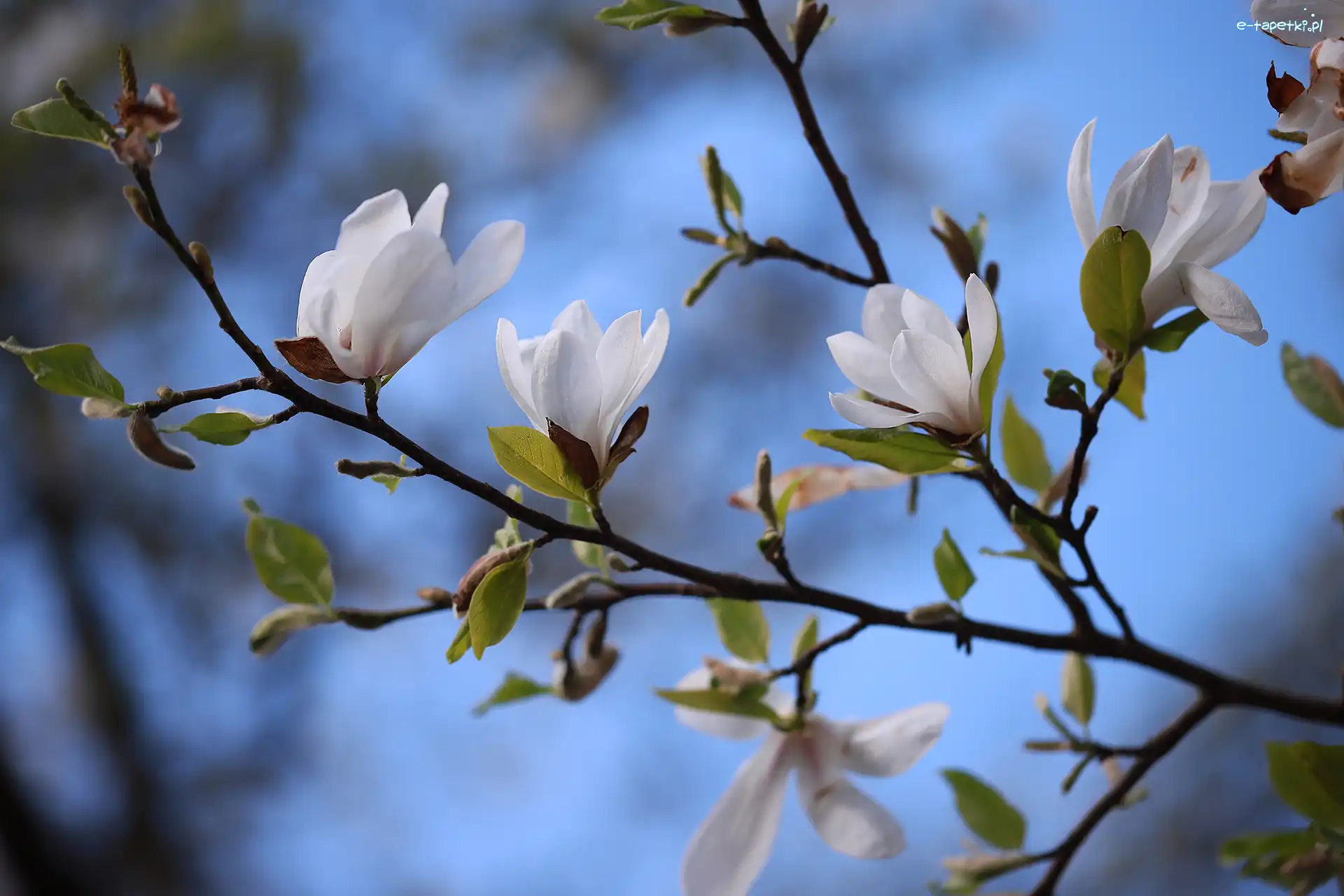 Magnolie, Drzewo, Kwiaty, Białe