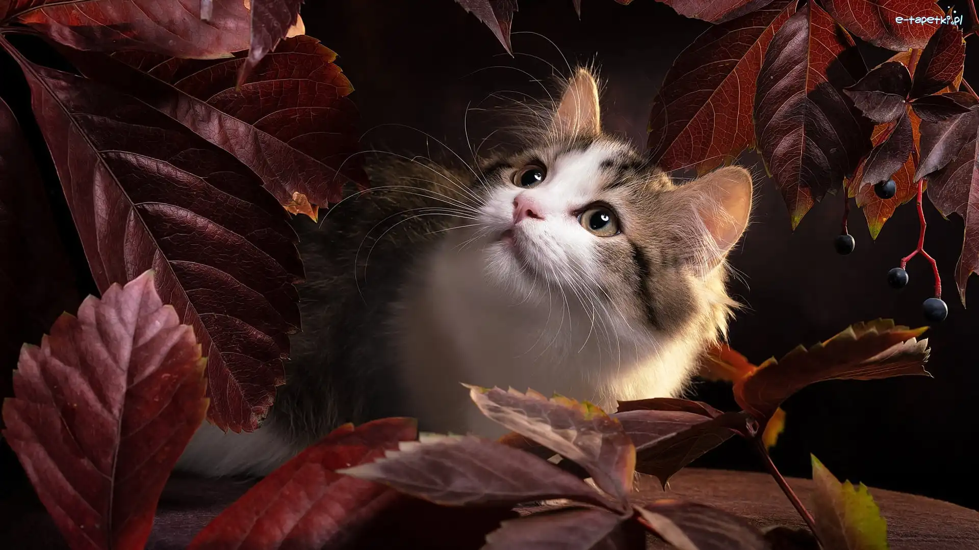Kot, Pyszczek, Ragdoll, Liście, Brązowe