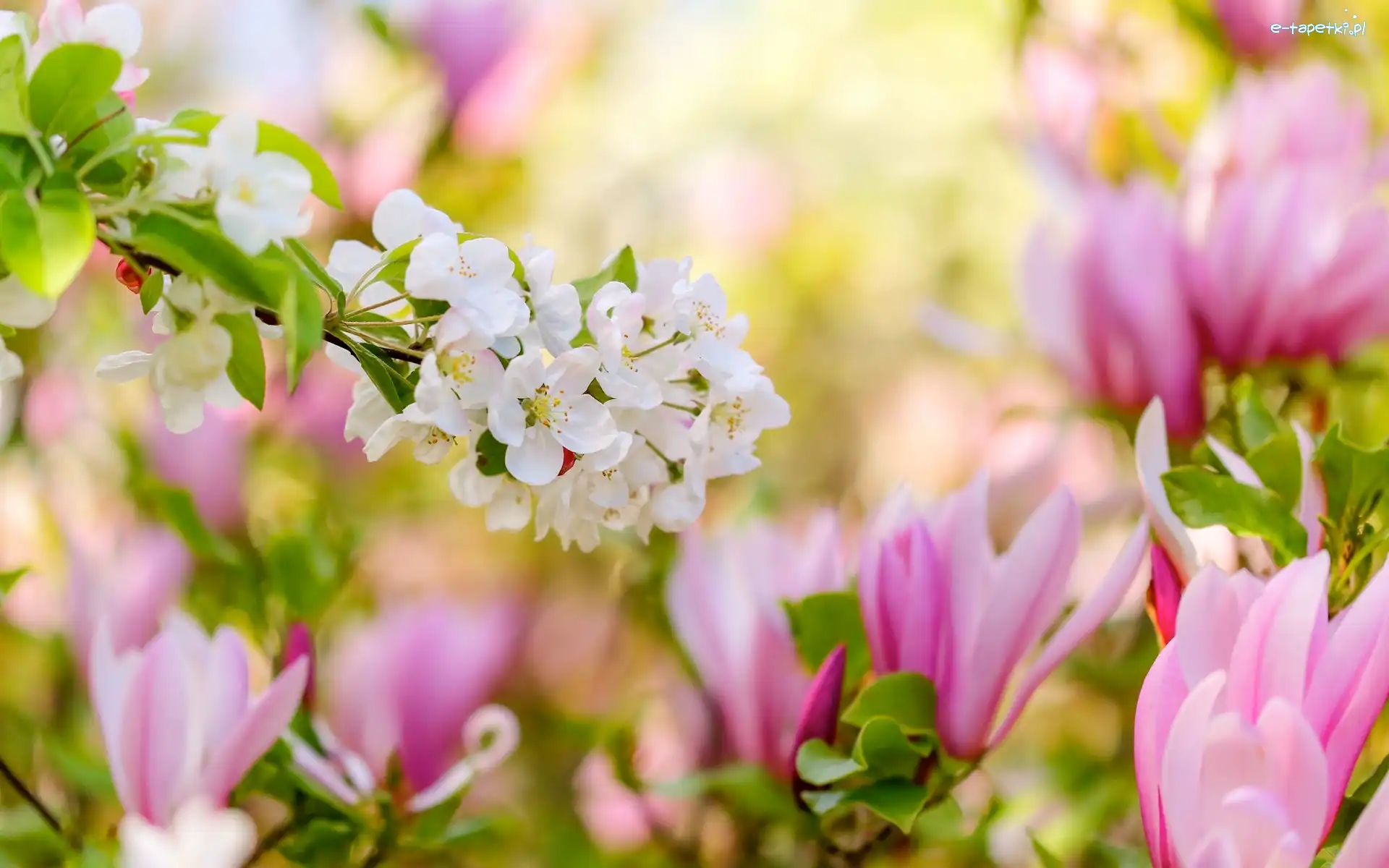 Magnolia, Drzewo owocowe, Gałązka, Kwiaty