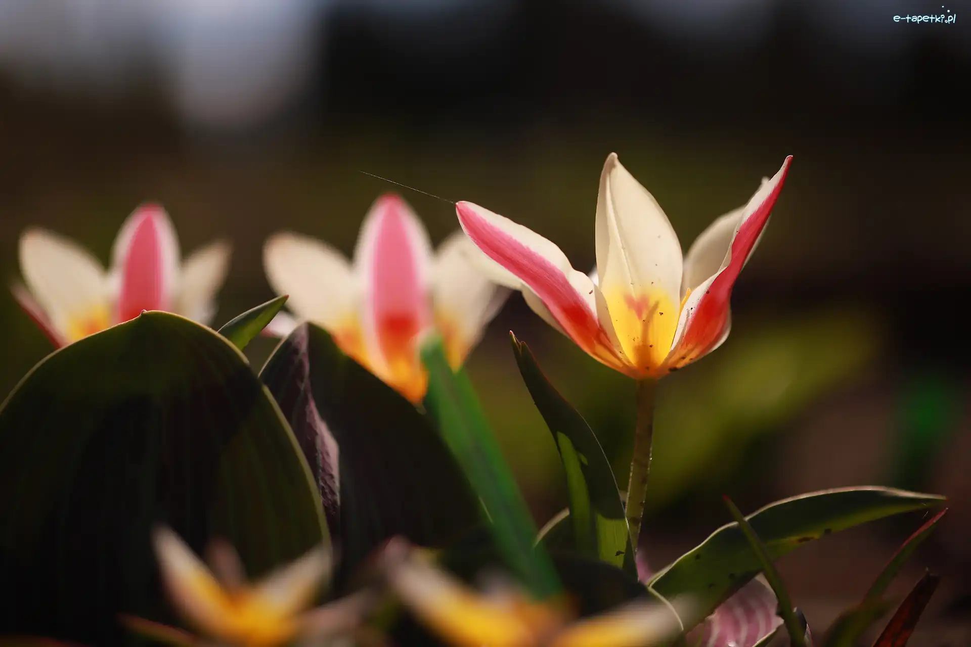 Rozkwitnięte, Kwiaty, Tulipany