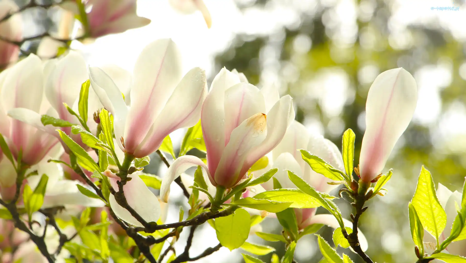 Gałązki, Liście, Magnolia