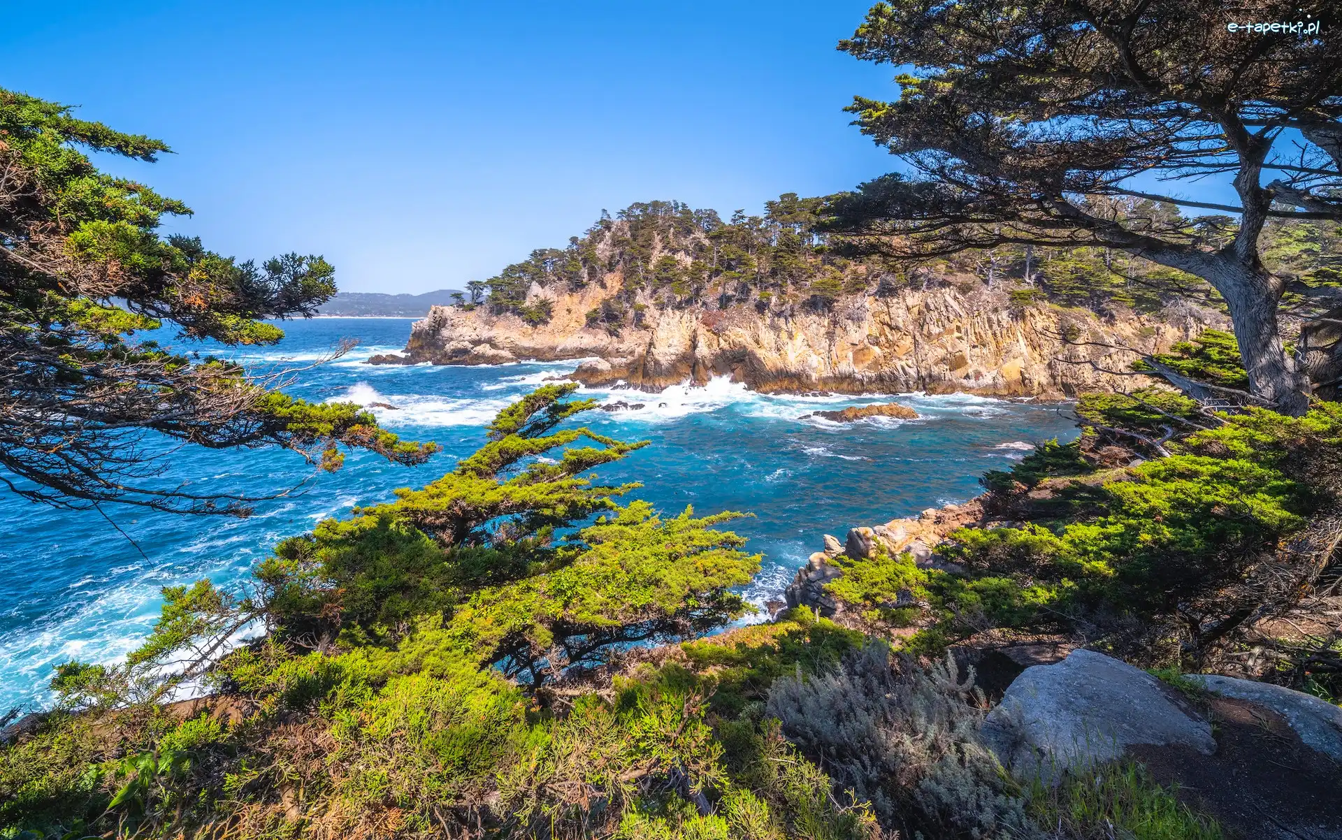 Cyprysy, Skały, Stany Zjednoczone, Kalifornia, Drzewa, Rezerwat przyrody, Point Lobos, Morze
