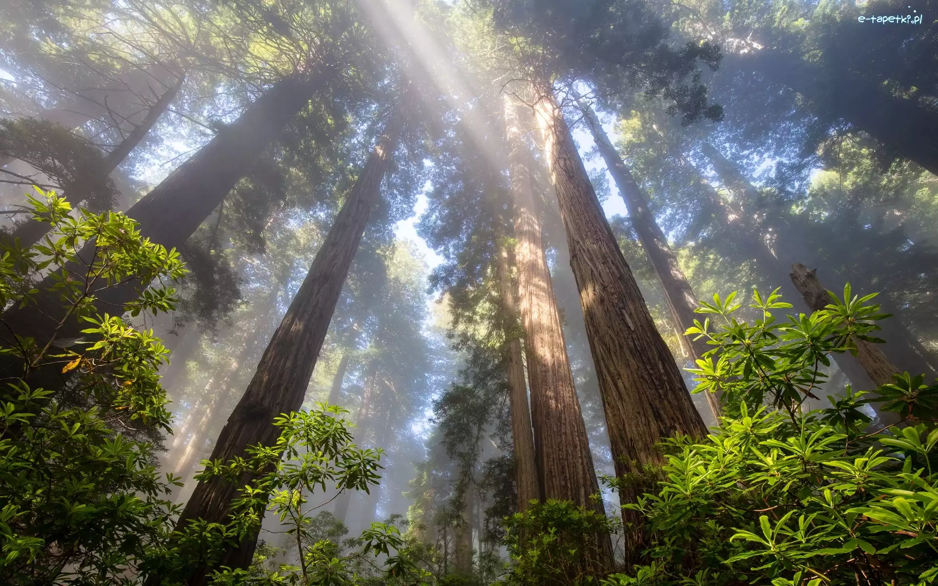 Przebijające światło, Drzewa, Stany Zjednoczone, Kalifornia, Sekwoje, Różanecznik, Park Narodowy Redwood, Las