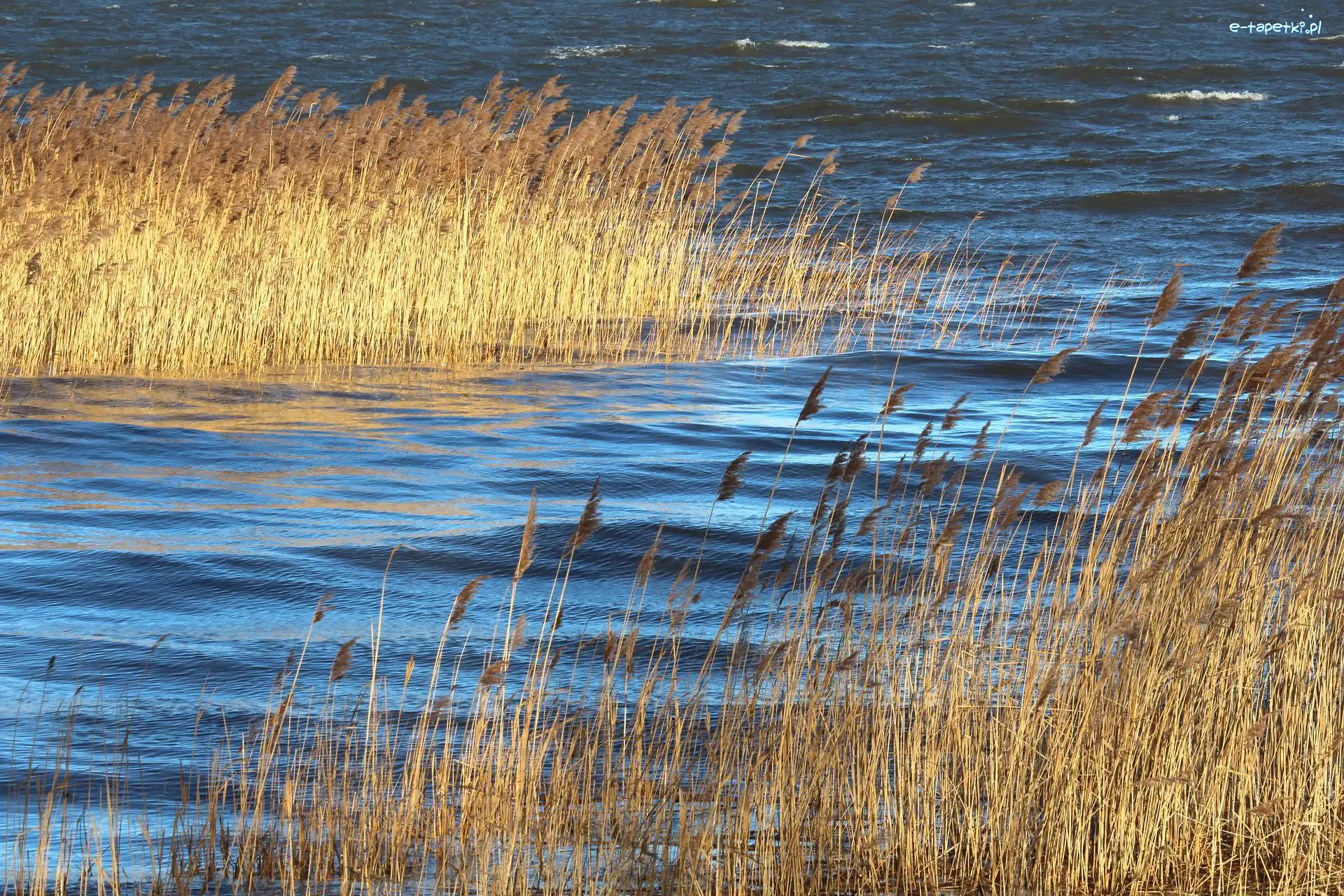 Szuwary, Jezioro, Trawy, Jesień
