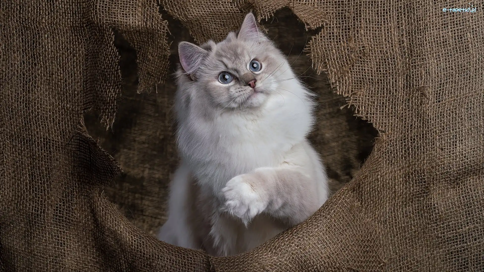 Ragdoll, Materiał, Potargany, Kot