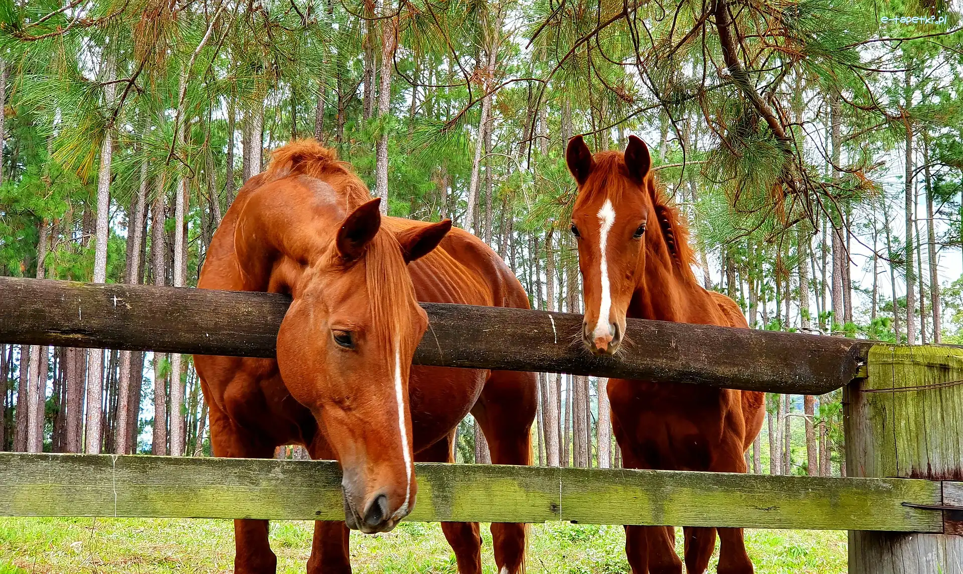 Konie, Źrebak, Klacz, Płot, Ogrodzenie
