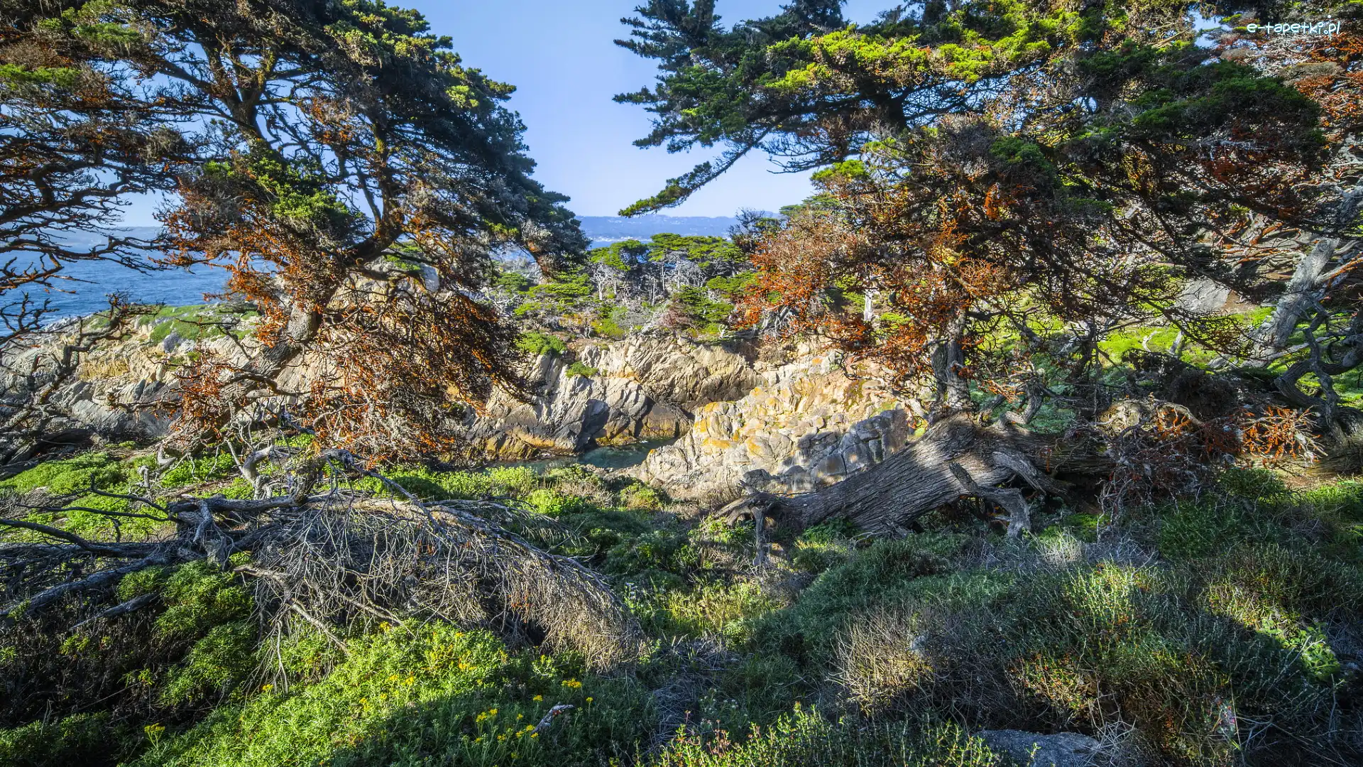 Rezerwat przyrody, Rośliny, Drzewa, Skały, Morze, Stany Zjednoczone, Kalifornia, Cyprysy wielkoszyszkowe, Point Lobos