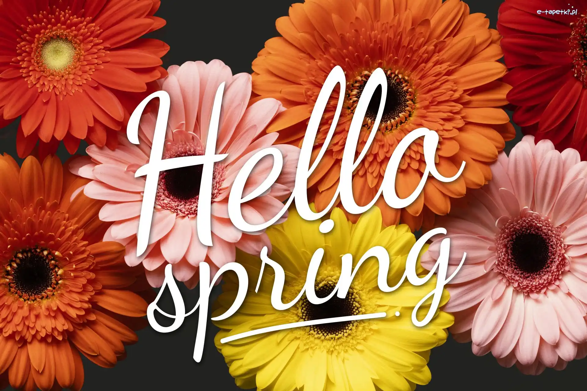 Kwiaty, Gerbery, Kolorowe, Hallo spring, Napis