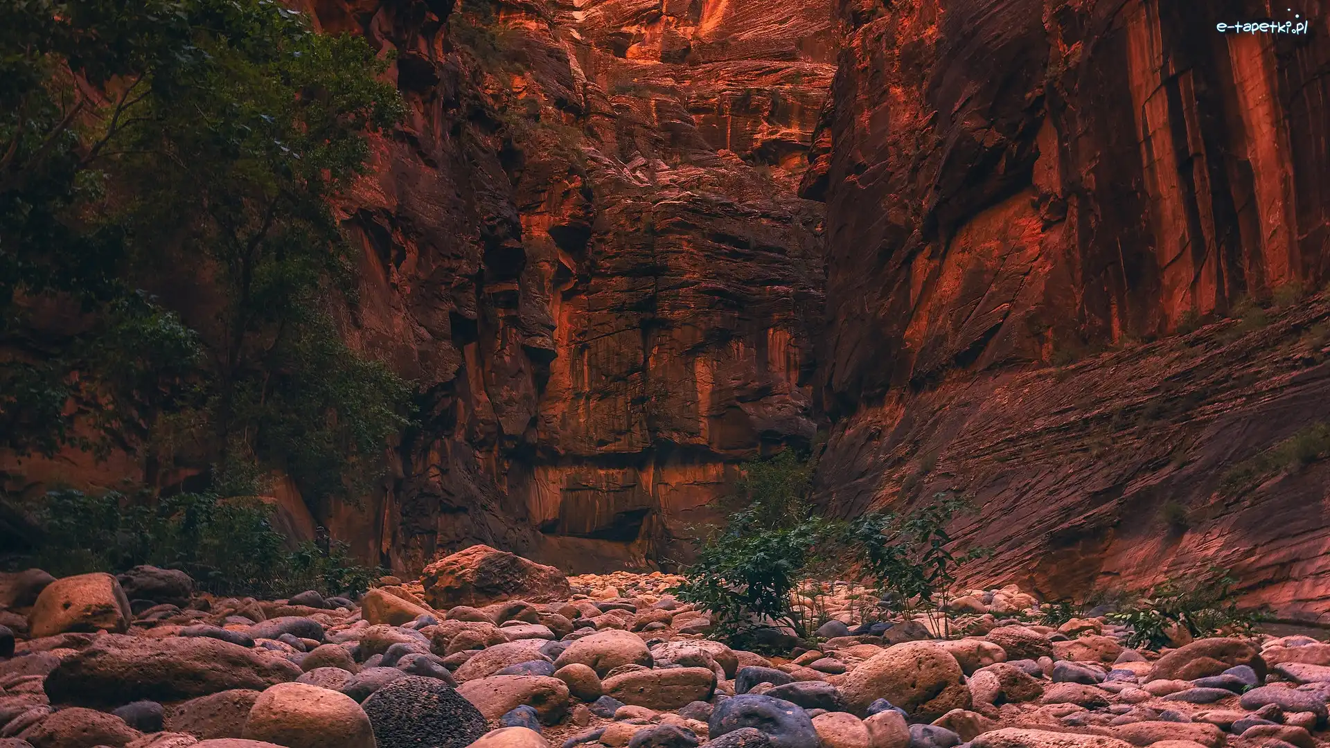 Utah, Drzewa, Park Narodowy Zion, Stany Zjednoczone, Kamienie, Skały