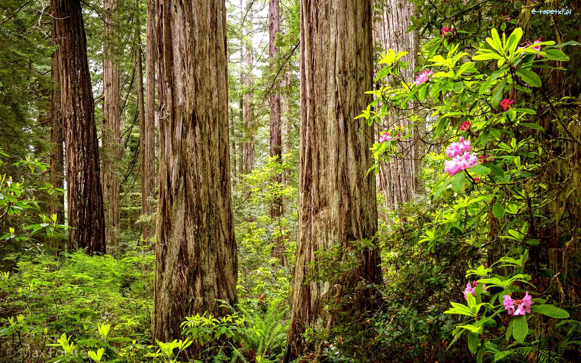 Sekwoje, Park Narodowy Redwood, Drzewa, Różanecznik, Kalifornia, Stany Zjednoczone