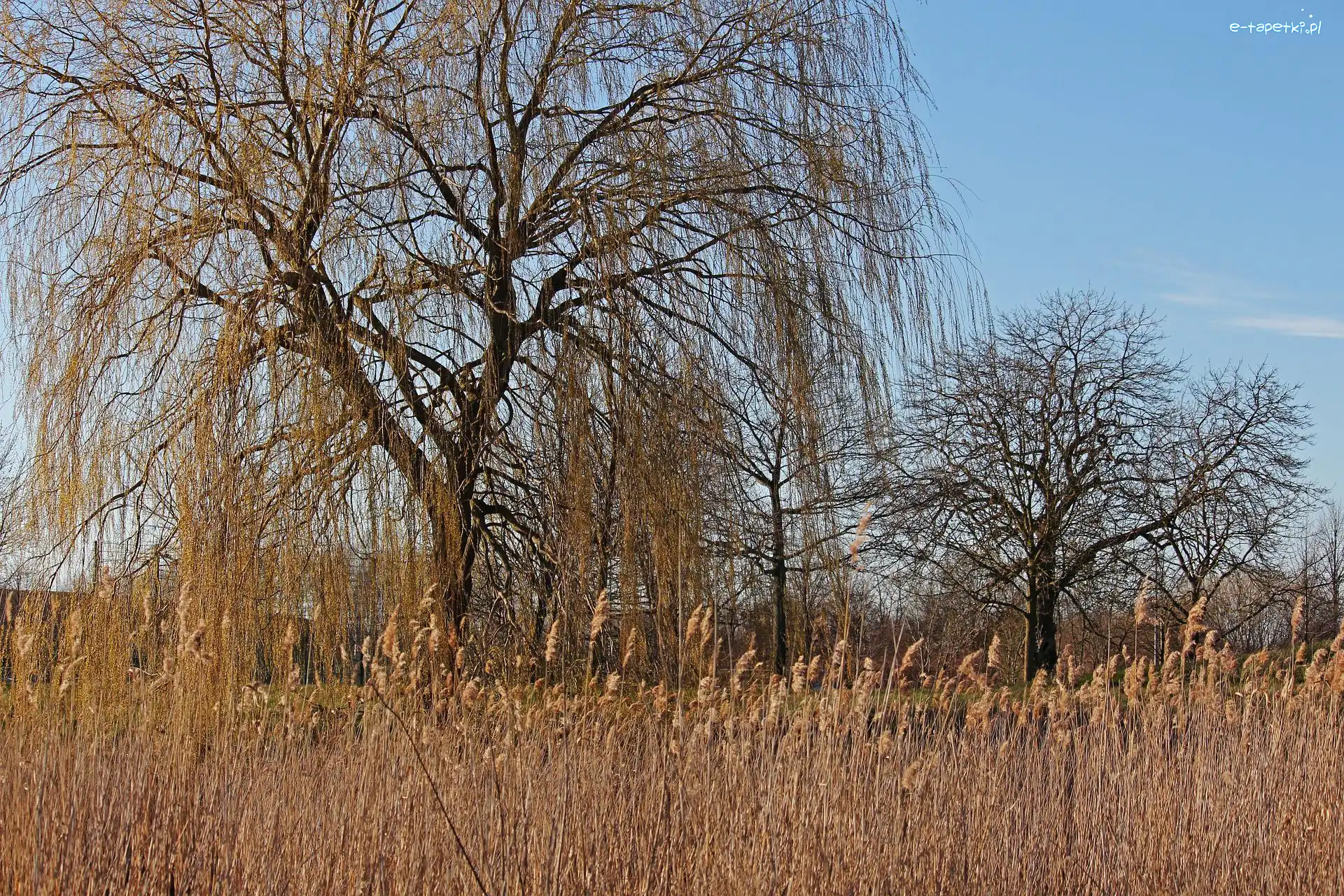 Wierzba płacząca, Drzewa, Trawa