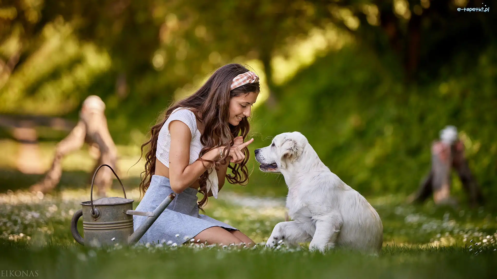 Łąka, Golden retriever, Szczeniak, Dziewczyna